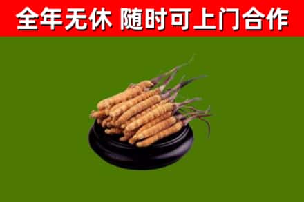 江口县回收散虫草